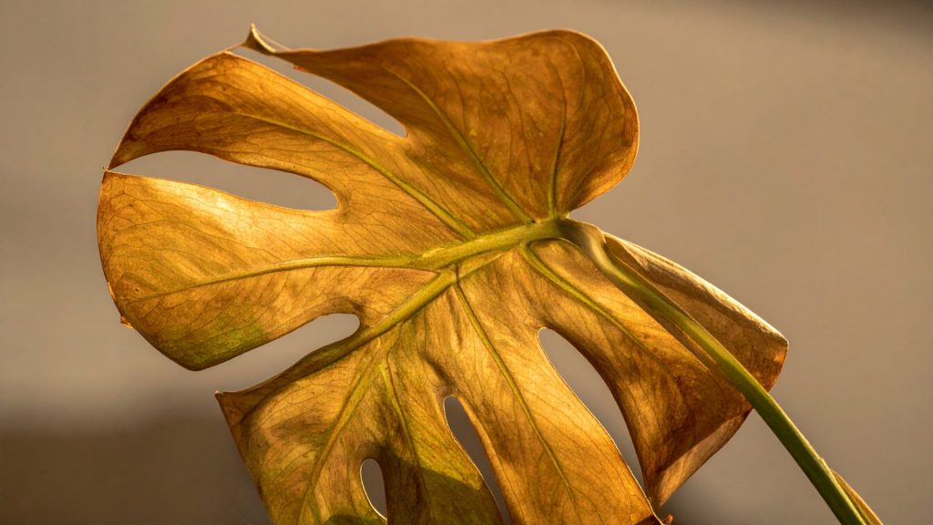 Occupational therapy in palliative care Singapore goes beyond rehab — OTs help people live with dignity at home through the final stages of illness. Learn how.